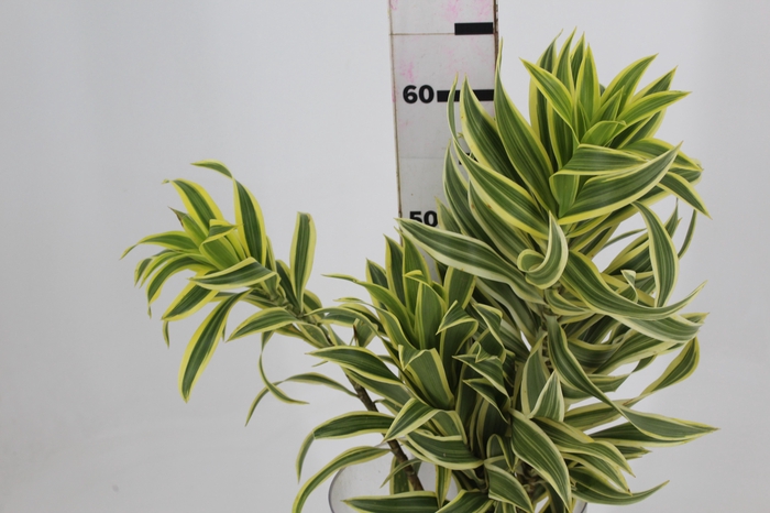 <h4>FOLHAGEM DRACENA PLEOMELE VARIEGATA</h4>