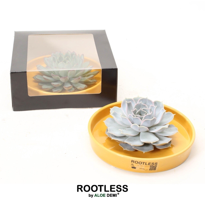 <h4>ROOTLESS Echeveria, Yellow bowl - black box</h4>