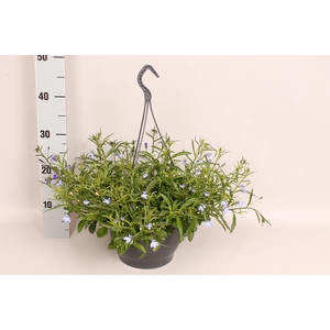 (X) Hangpot 23 cm Lobelia Blue/White