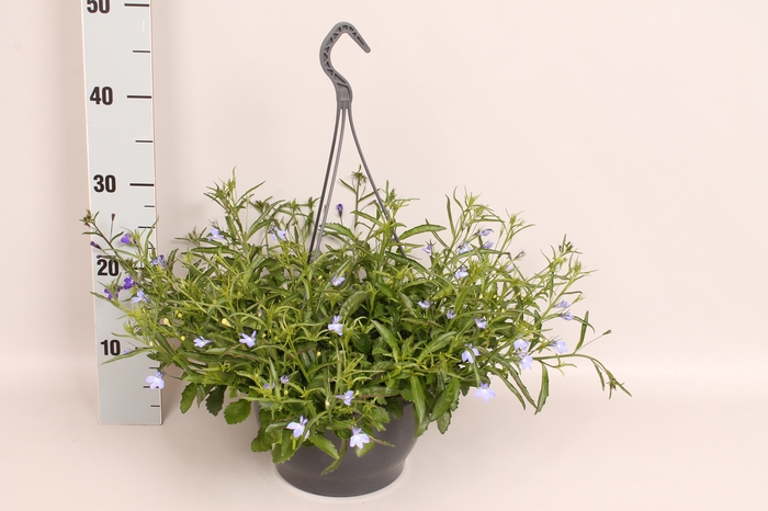 <h4>(X) Hangpot 23 cm Lobelia Blue/White</h4>