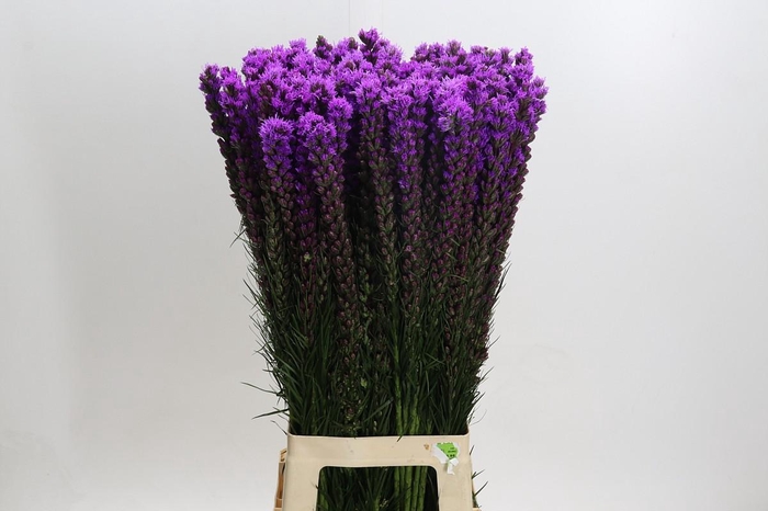 <h4>Liatris Callilepis</h4>