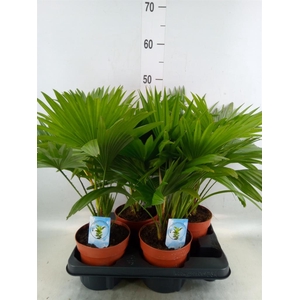 Livistona rotundifolia