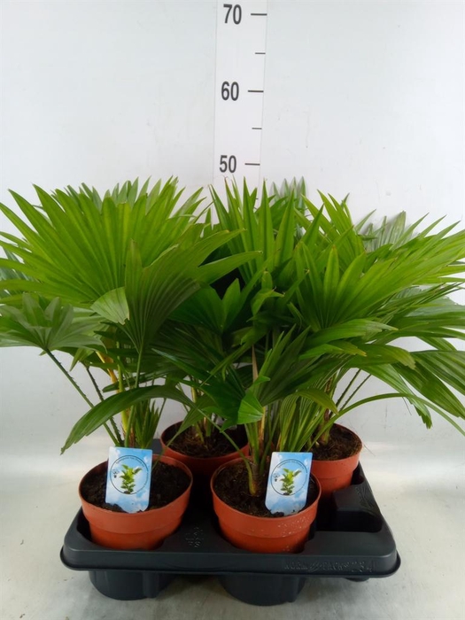 <h4>Livistona rotundifolia</h4>