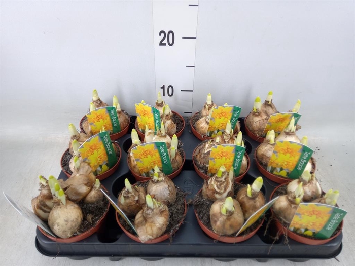 <h4>Narcissus   ...</h4>