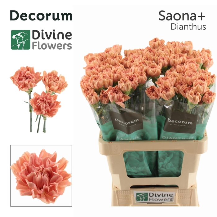 <h4>Di St Saona</h4>