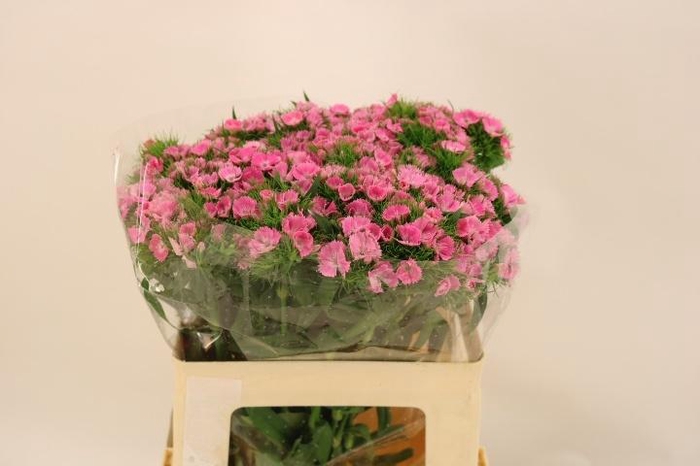 <h4>DI BARB EARL BRE</h4>