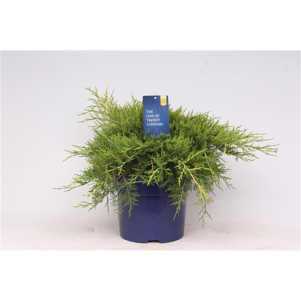 <h4>Juniperus x pfitzeriana 'Gold Coast'</h4>