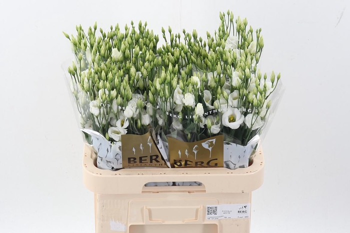 <h4>Eus E Picco White</h4>