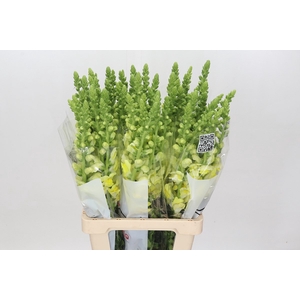 ANTIR POTOMAC YELLOW