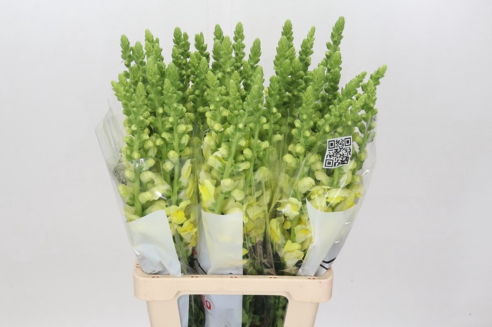 <h4>ANTIR POTOMAC YELLOW</h4>