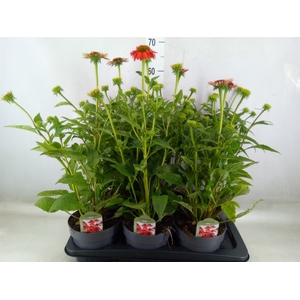 Echinacea  'Lakota Red Ombre'