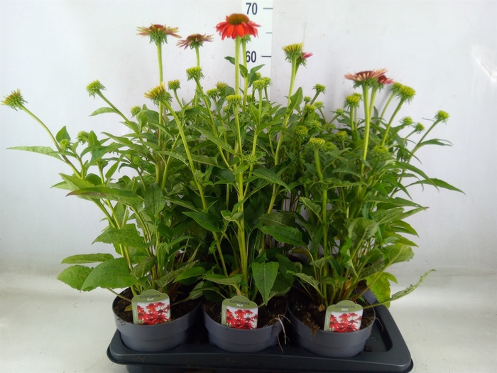 <h4>Echinacea  'Lakota Red Ombre'</h4>