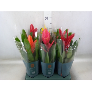 Vriesea   ...mix