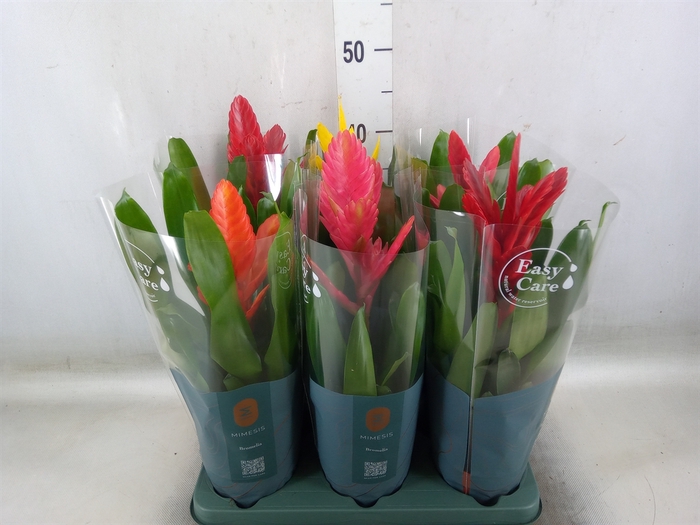 <h4>Vriesea   ...mix</h4>