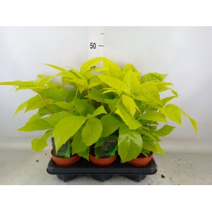 Schefflera actin.