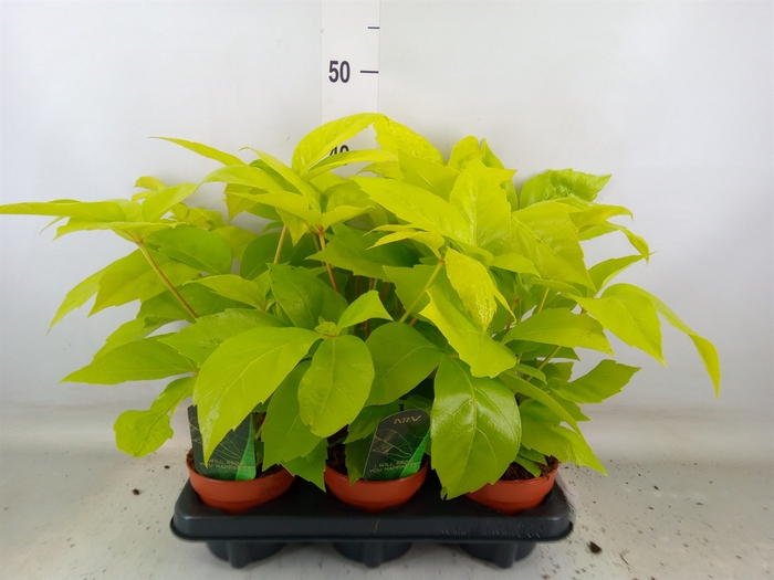 <h4>Schefflera actin.</h4>