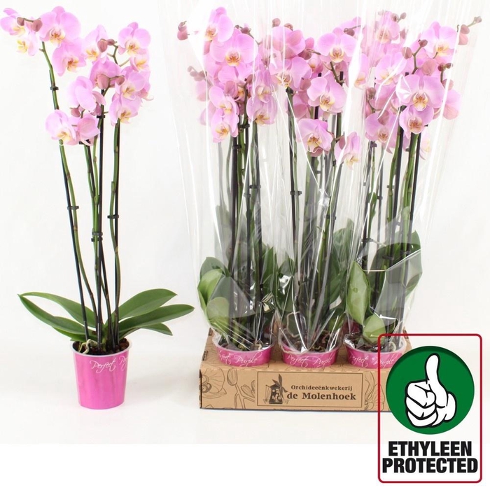 <h4>PHAL ANTHURA OSAKA</h4>