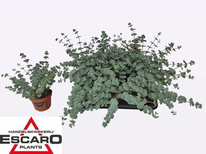 <h4>Sedum sieboldii</h4>