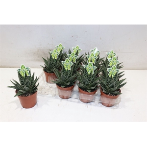 Aloe Tiki Tahi