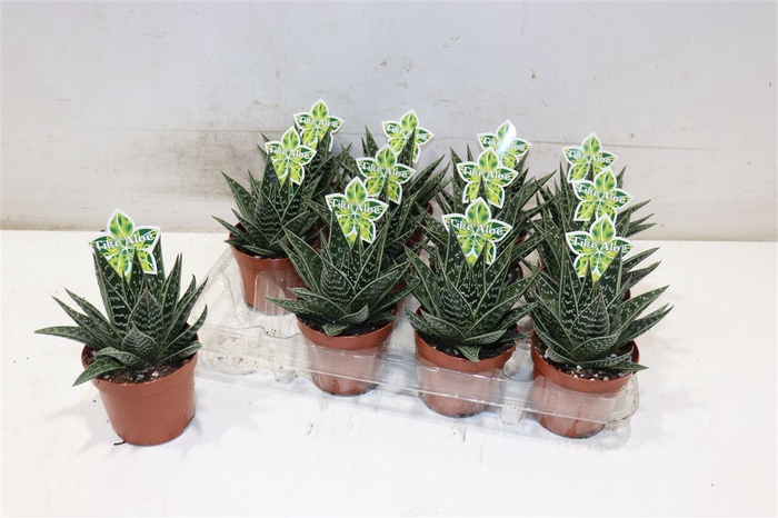 <h4>Aloe Tiki Tahi</h4>