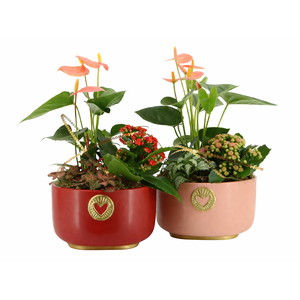 21793: Lovess arrangement