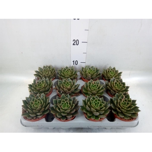 Echeveria   ...not flowering