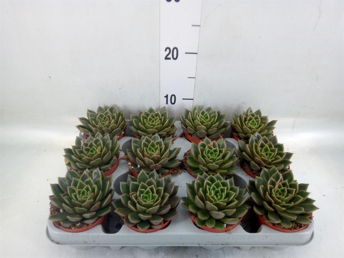 <h4>Echeveria   ...not flowering</h4>