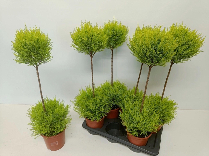 <h4>Cupressus Goldcrest Wilma "p17 duobol"</h4>