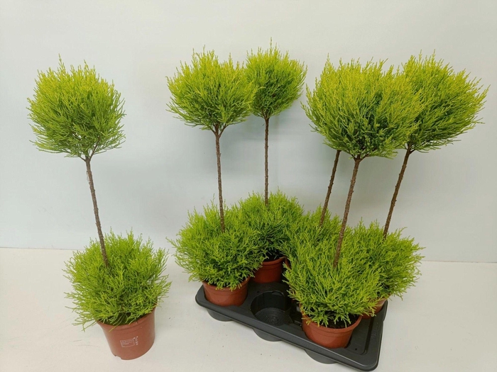 <h4>Cupressus Goldcrest Wilma "p17 duobol"</h4>