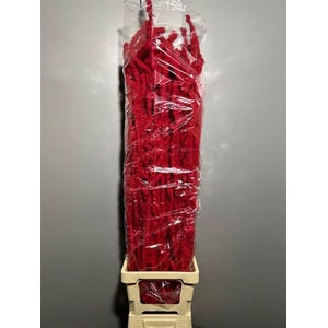 Betula Flocked Red 120cm