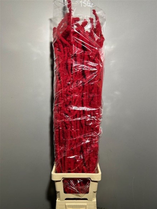 <h4>Betula Flocked Red 70cm</h4>