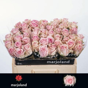 R GR SWEET DOLOMITI@