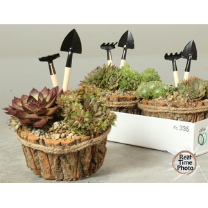 ARR SEMPERVIVUM