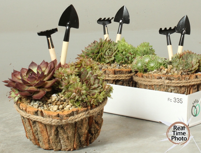 <h4>ARR SEMPERVIVUM</h4>