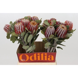 Banksia Coccinea