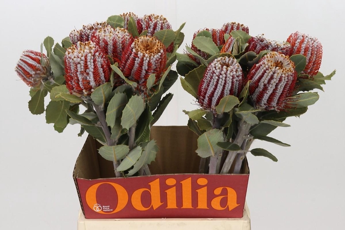 <h4>Banksia Coccinea</h4>
