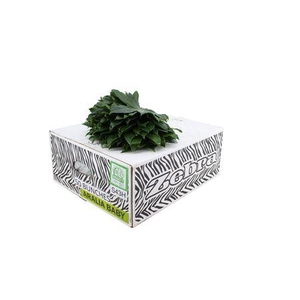 Aralia 25cm Baby