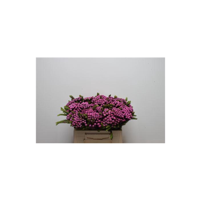 <h4>Kaaps Brunia Albiflora M Cerise</h4>