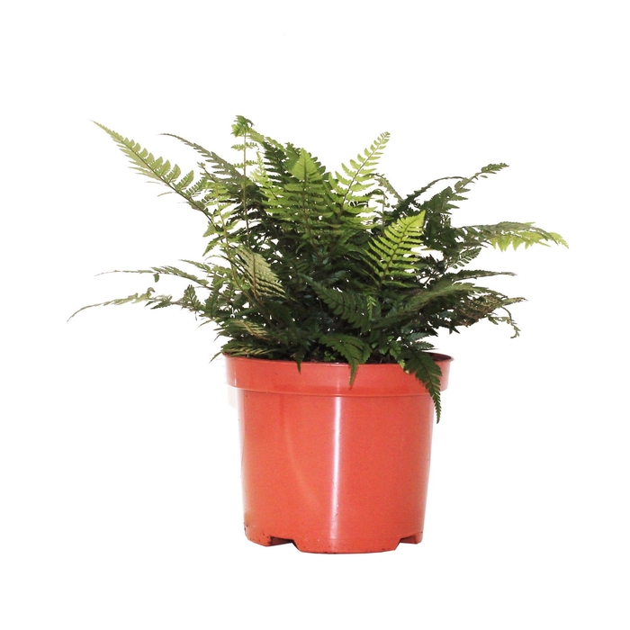 <h4>Athyrium Spicatum - De varen voor binnen en buiten!</h4>