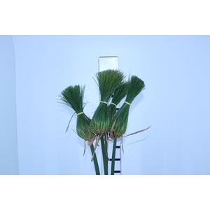 FOLH PAPIRUS CHINES 070 CM