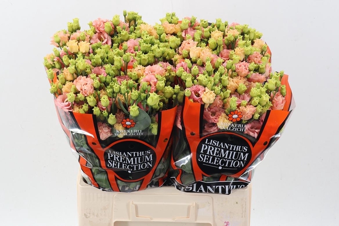 <h4>Eus G Sabrina Orange</h4>