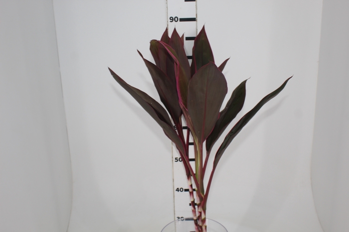 FOLHAGEM DRACENA BABY PINK