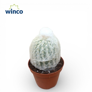 Espostoa Lanata Single