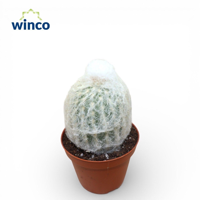 <h4>Espostoa Lanata Single</h4>