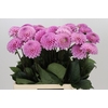Dahlia Wizard of Oz