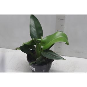 PHILODENDRON PACOVA P20
