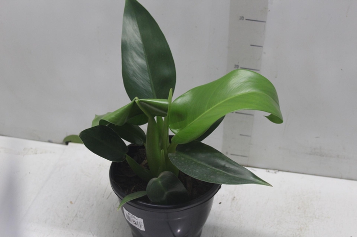 <h4>PHILODENDRON PACOVA P20</h4>
