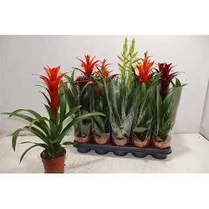 arr8 Bromelia Gem