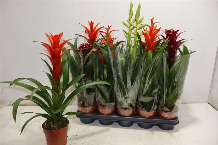 <h4>arr8 Bromelia Gem</h4>