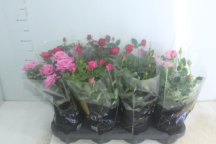 <h4>ROSEIRA MINI P13</h4>